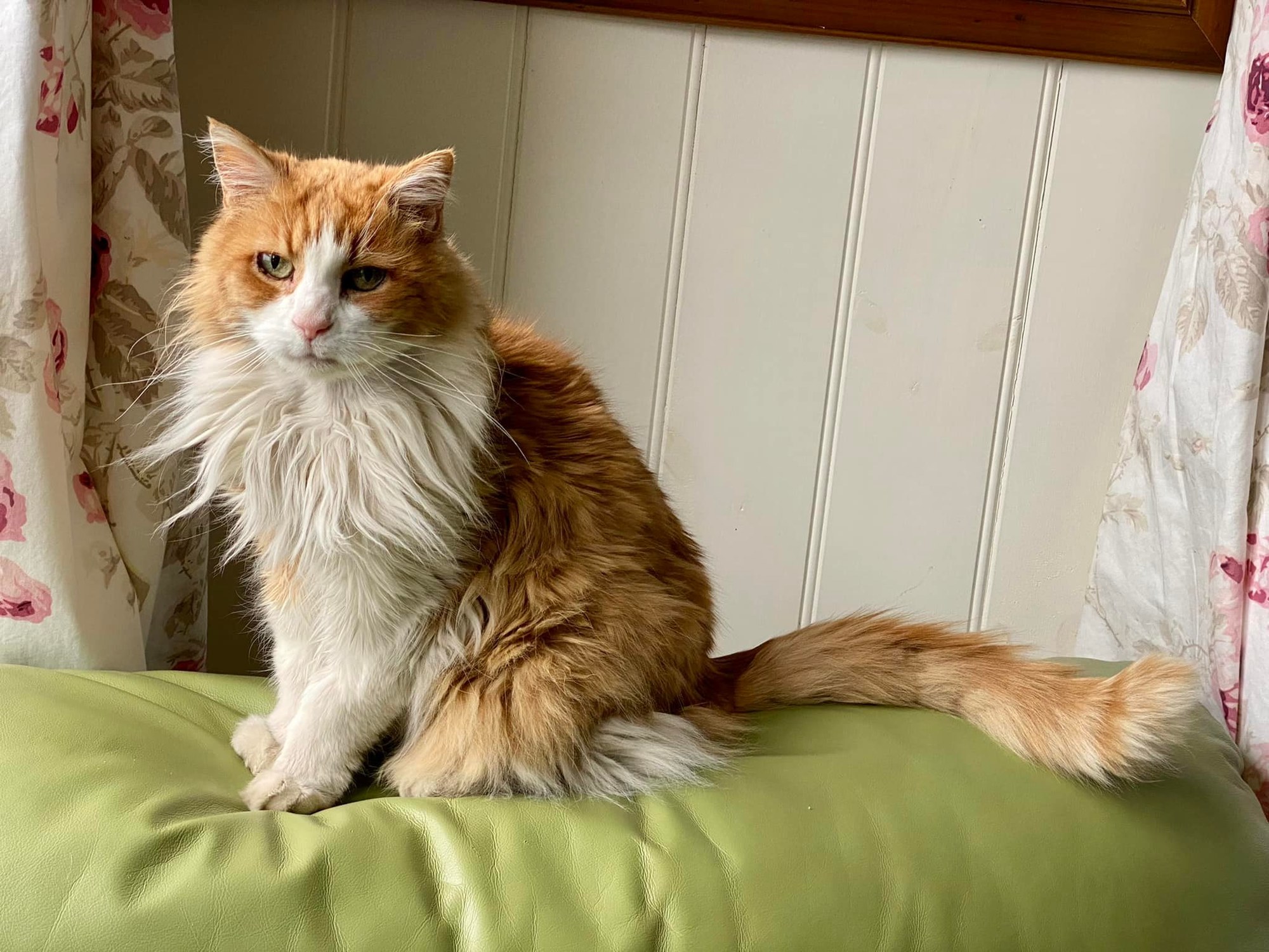 A senior ginger cat stands on a lounge