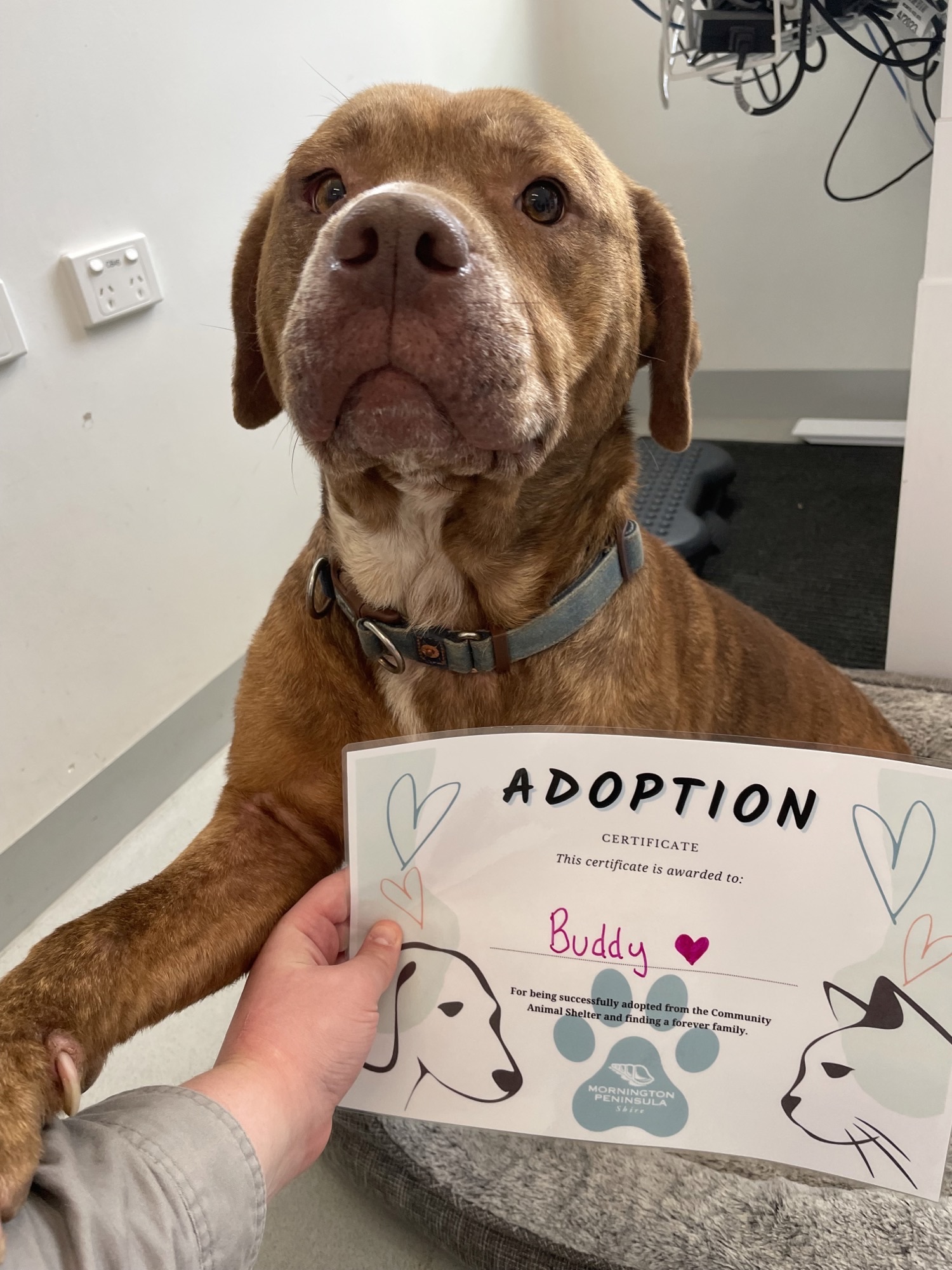 A brindle staffy dog poses with his adoption certificate