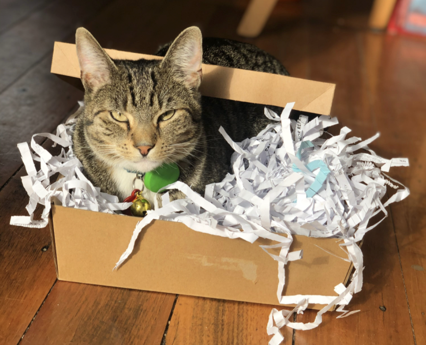 A tabby cat in a cardboard box