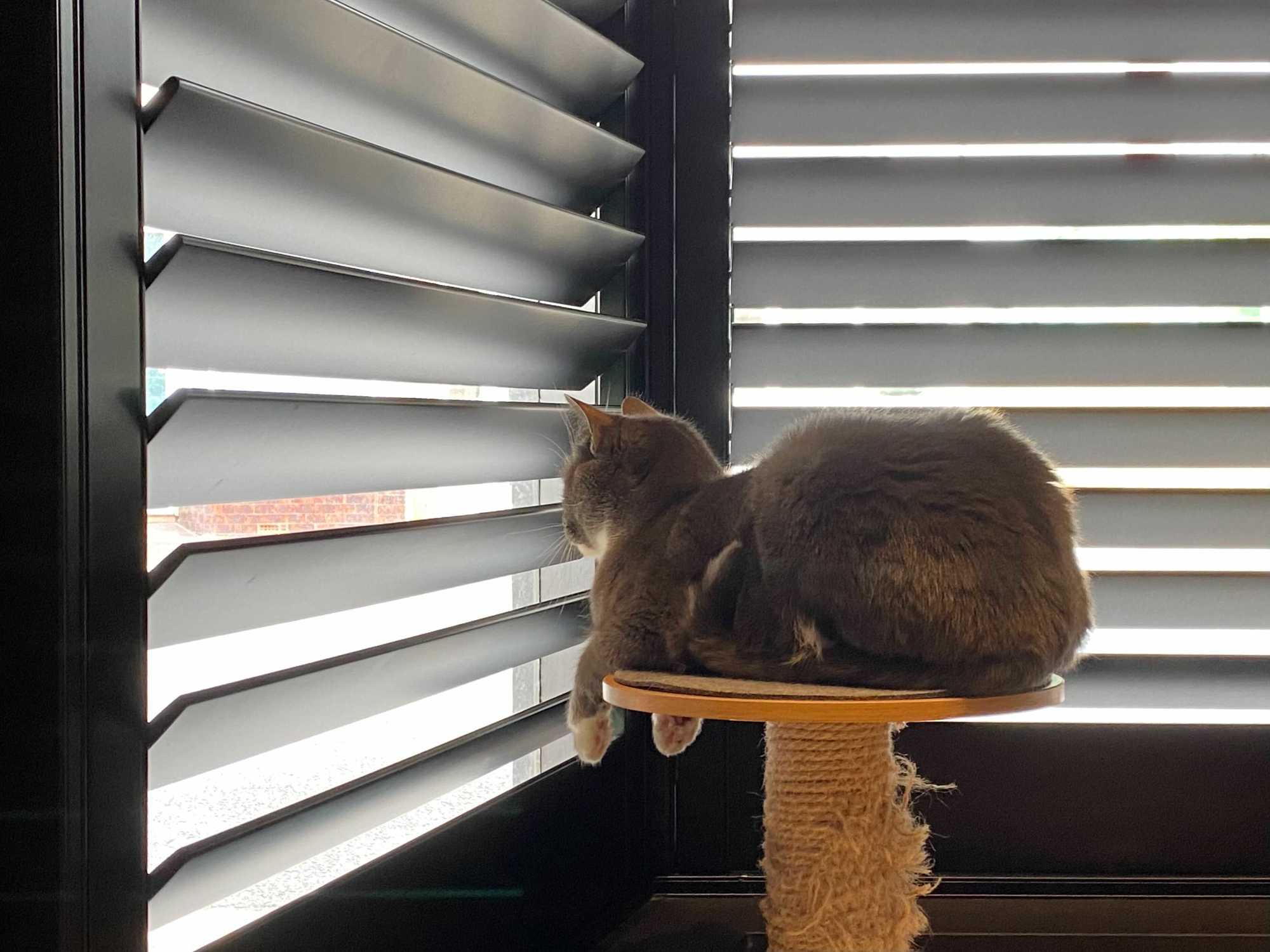 A cat on a scratching post looking out a window