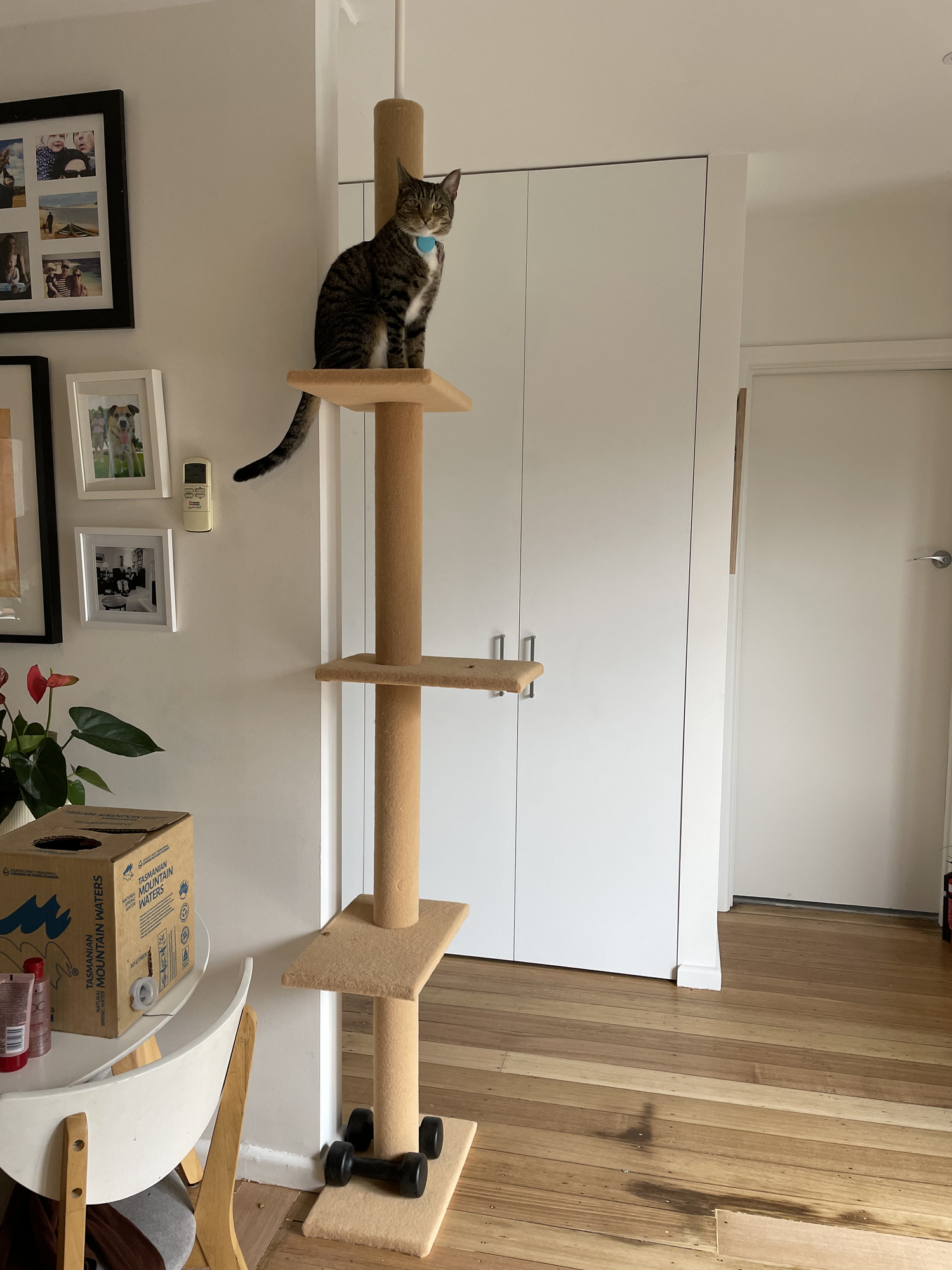 A cat at the top of a cat tower