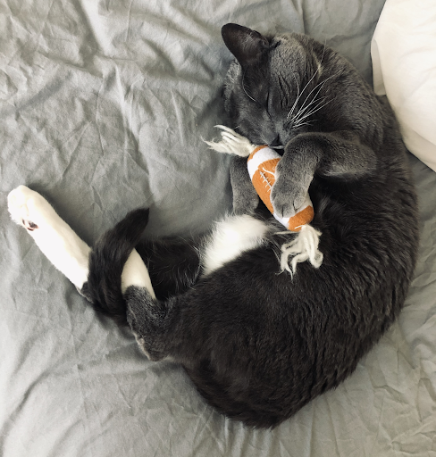 A grey kitten cuddles a soft toy