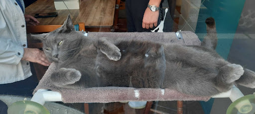 A grey cat lays on a windowsill bed