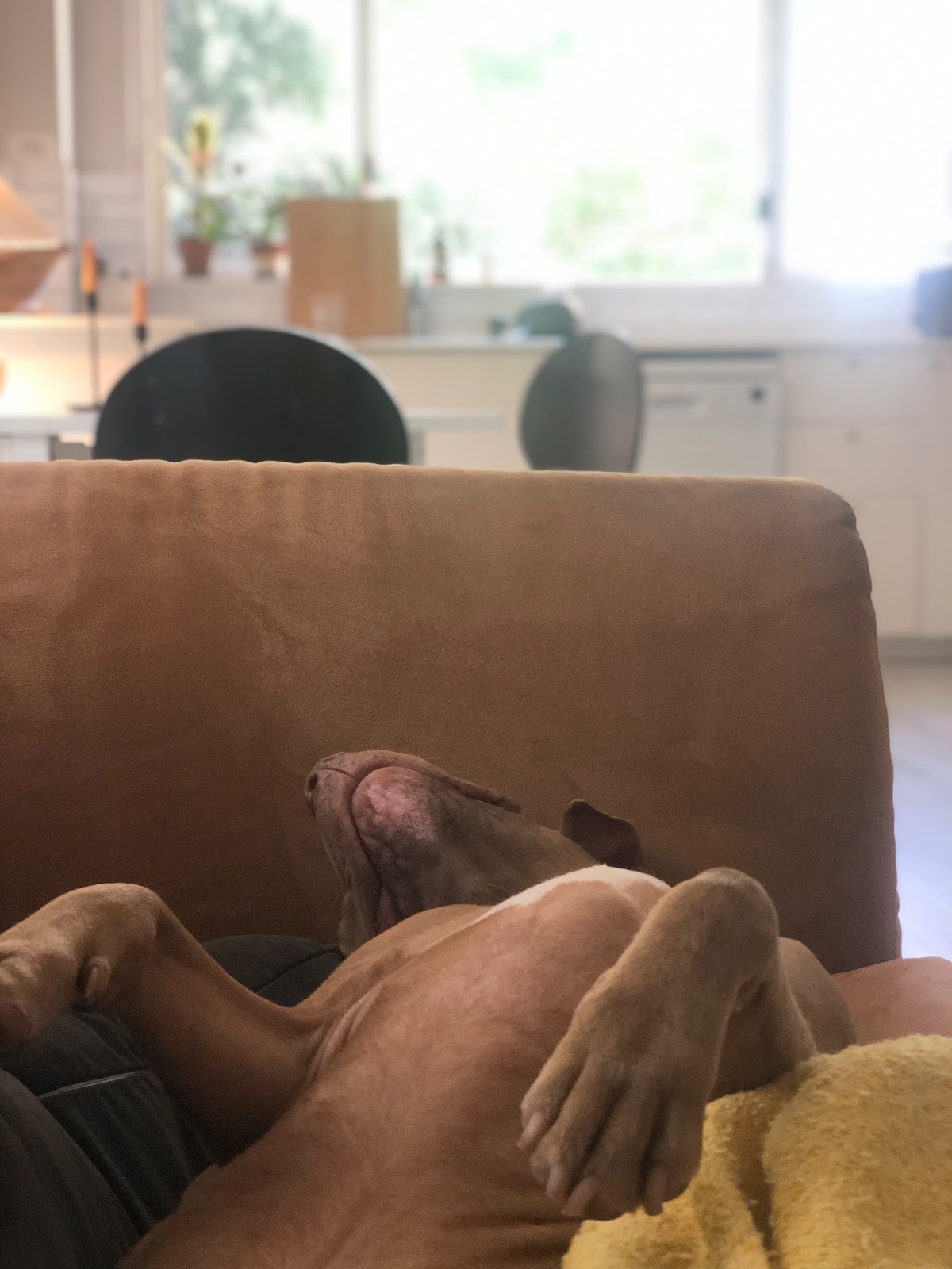 A brown dog lays on a couch upside down