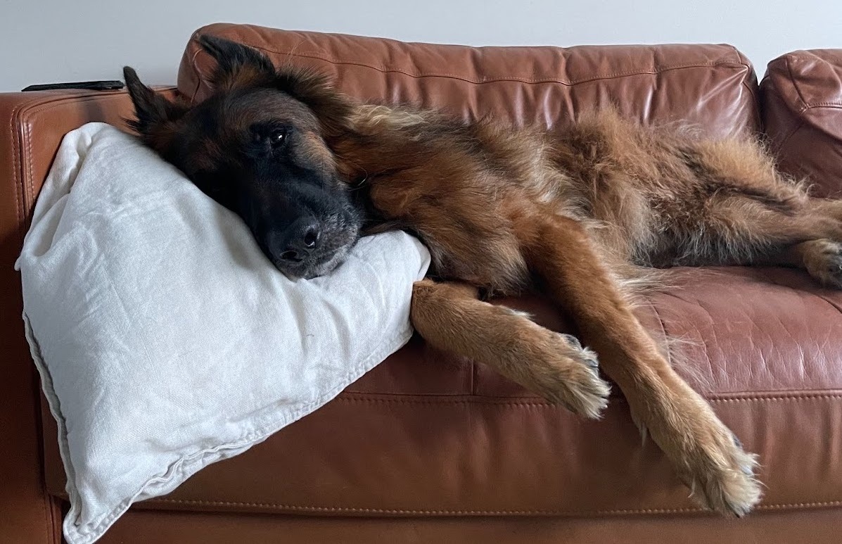 German shepherd laying on a brown couch and white pillow