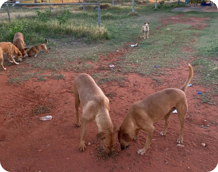 Six brown dogs eating on red sand and grass