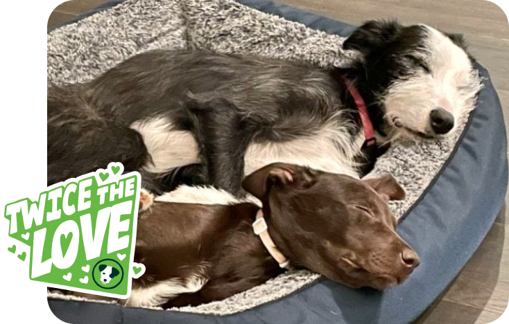 Brown dog and black and white dog sleeping next to each other with twice the love sticker