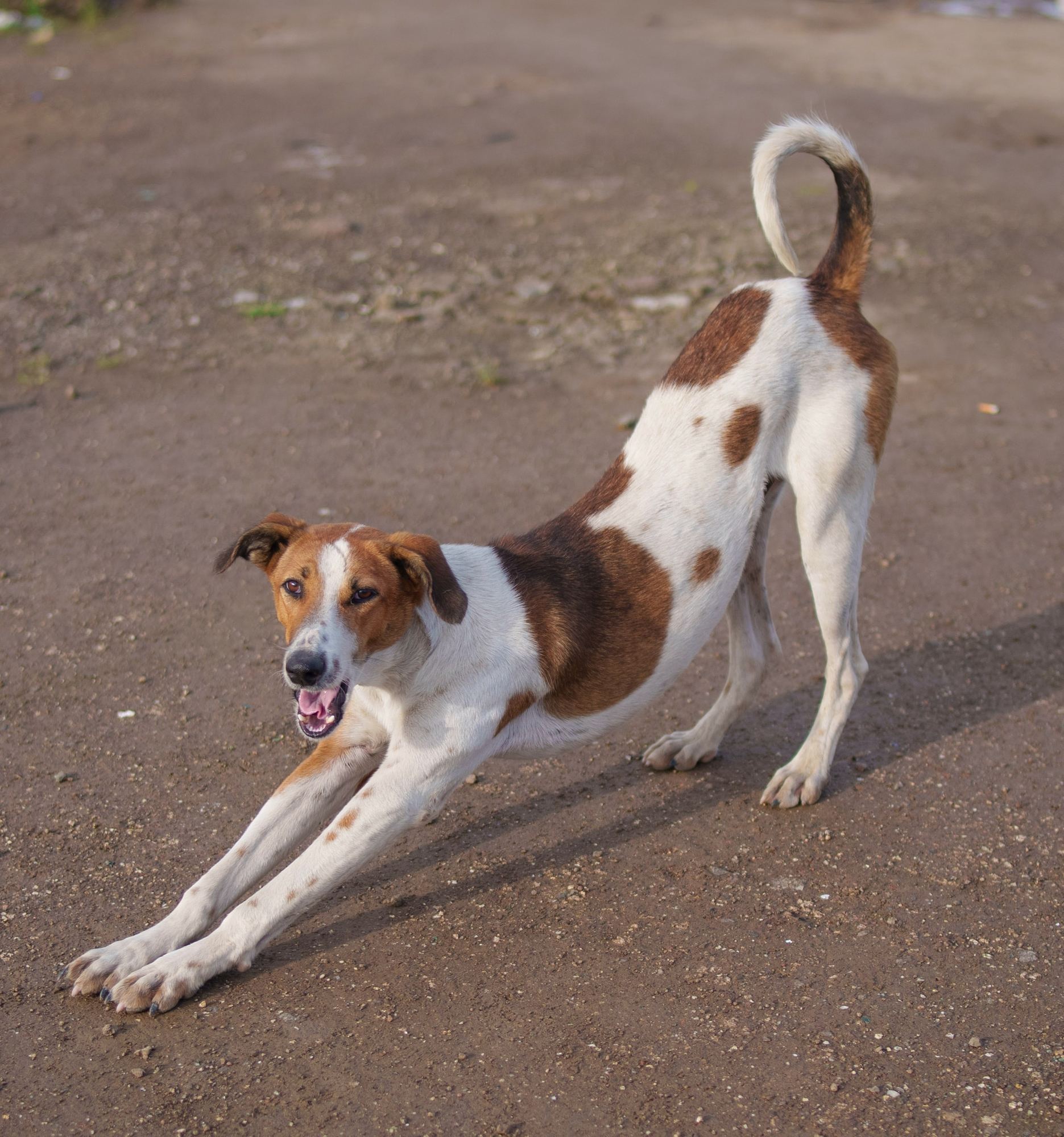 A dog doing a play bow outside