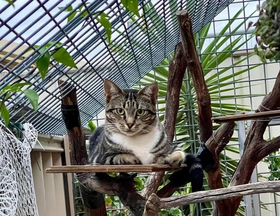 Grey and white cat sitting on a cat branch