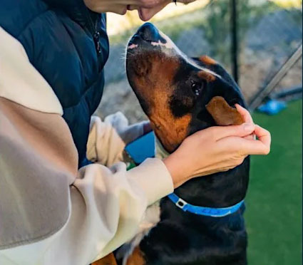 Black and tan dog wearing a blue collar with a woman