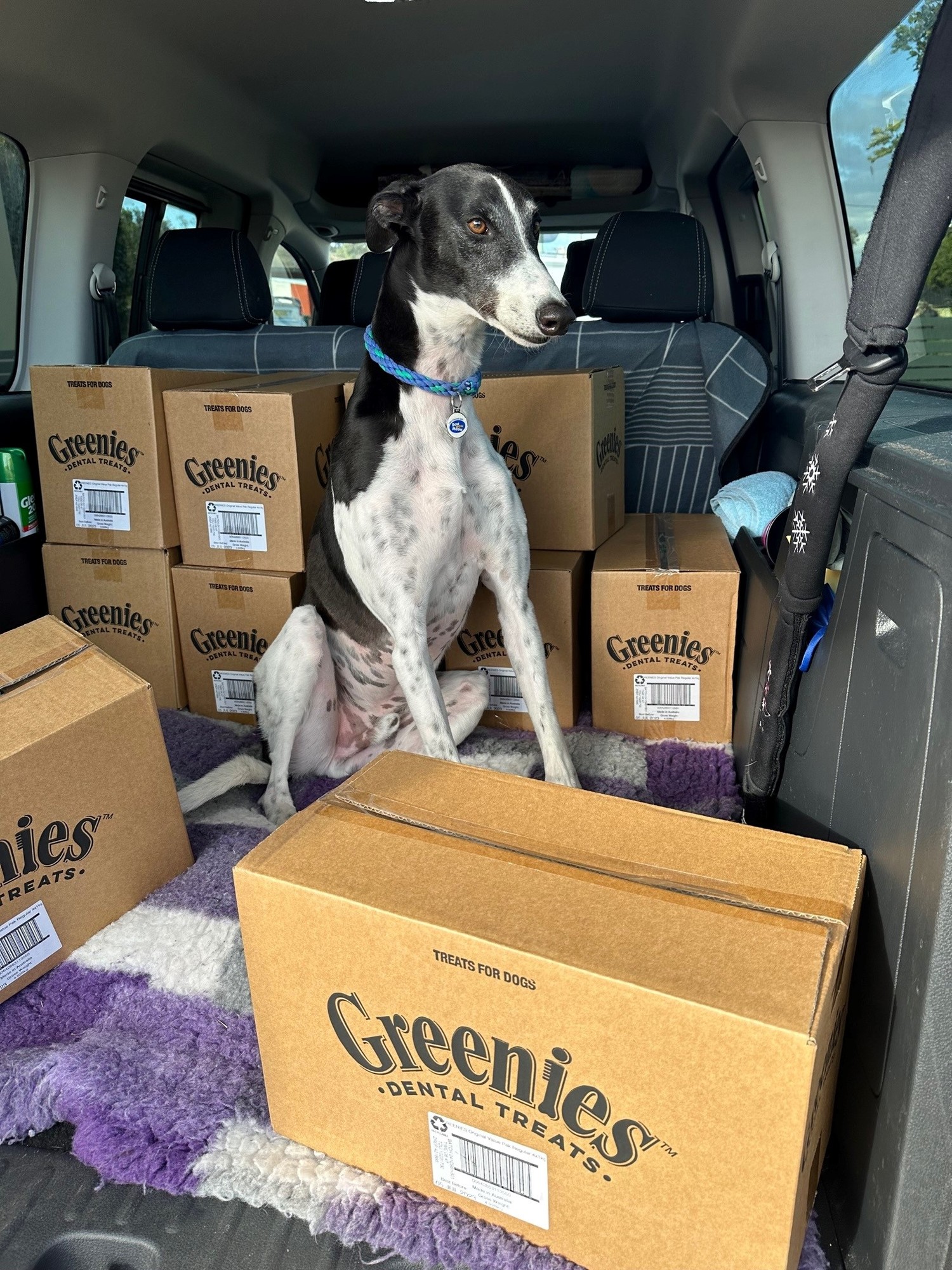 Black and white greyhound in car with Greenies boxes