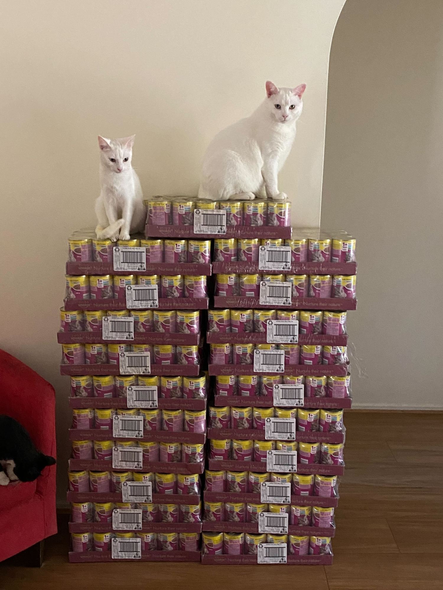 Two white cats sitting on the top of tinned Whiskas cat food