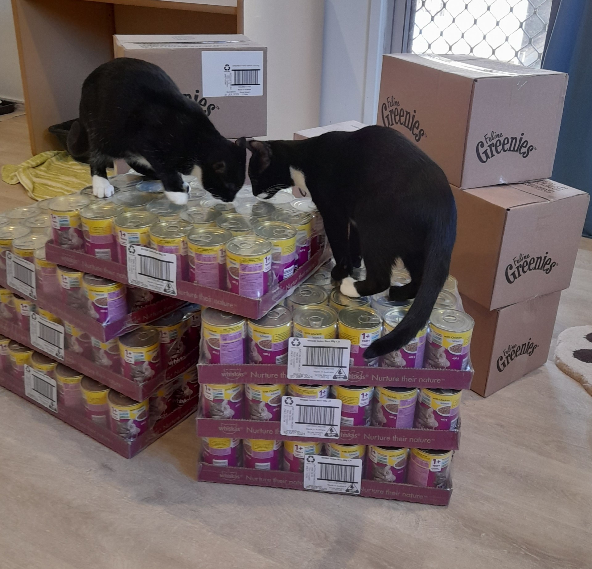 Two Black and White cats sitting on top of Whiskas cat food