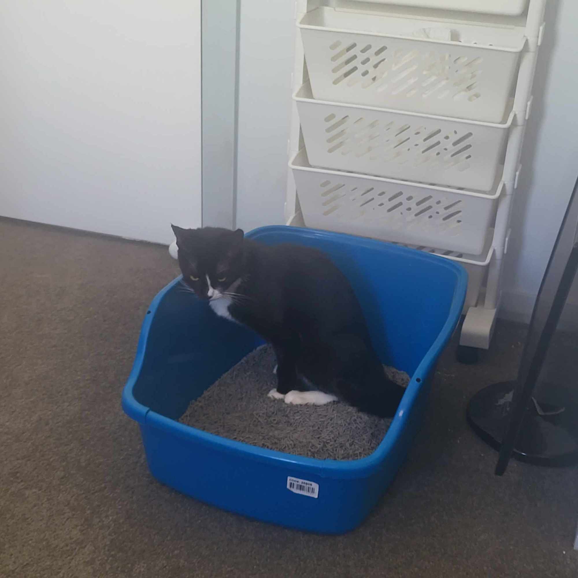 Black and white cat sitting in a blue litter box