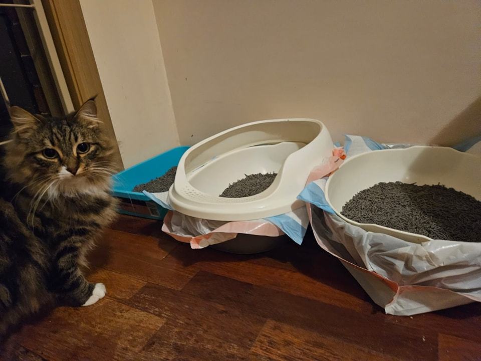 Brown and white cat sat next to litter boxes 