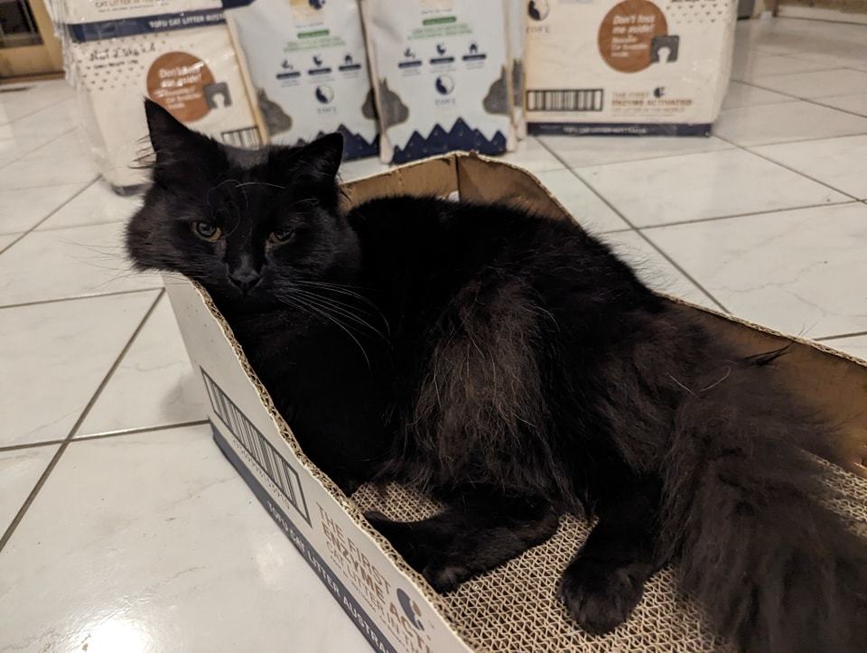 Black cat sat in an empty Tofu Cat Litter box