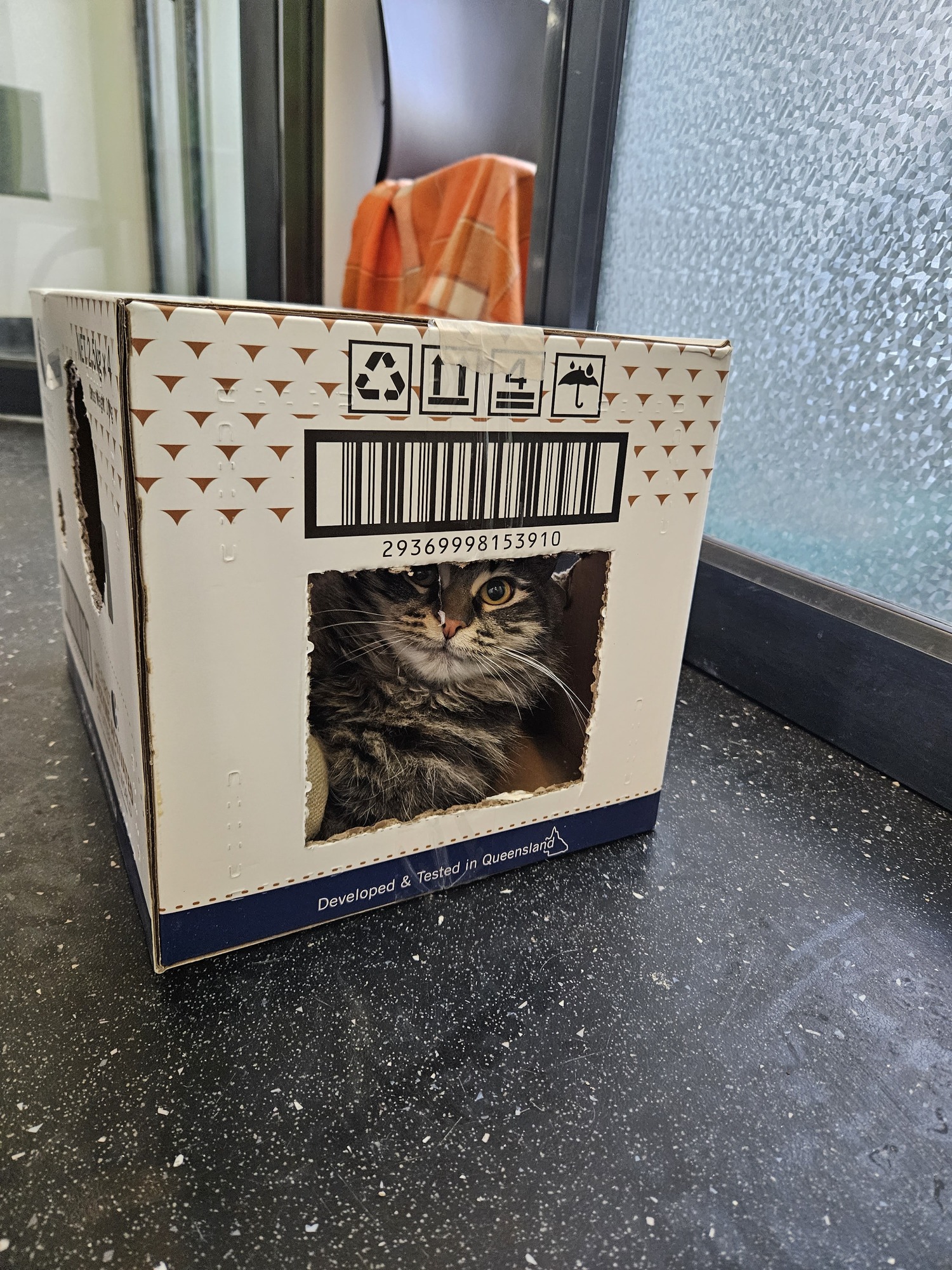Grey and white cat hiding in a Tofu Cat Litter box