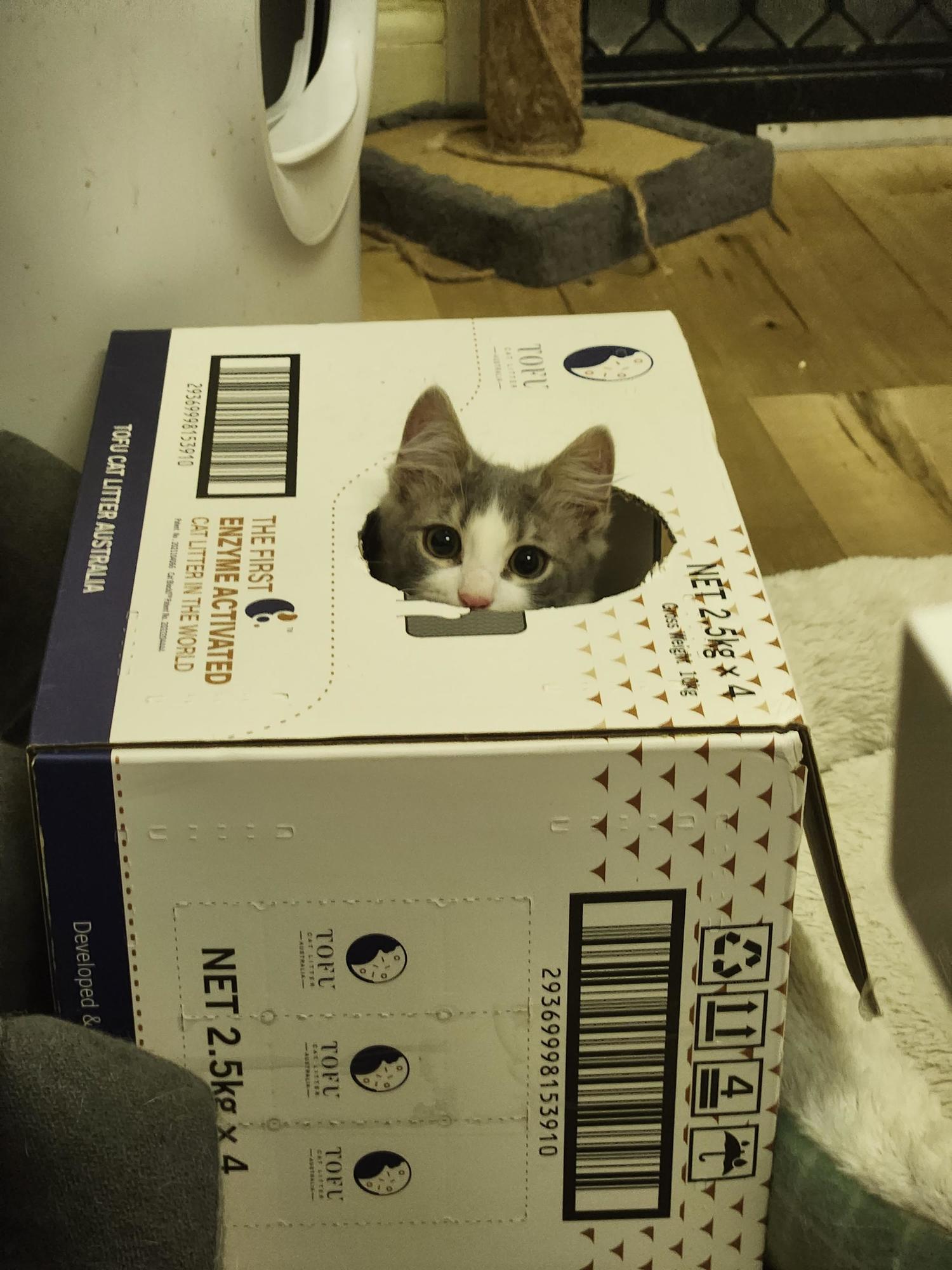 Grey and white cat poking it's head out of an empty Tofu Cat Litter box