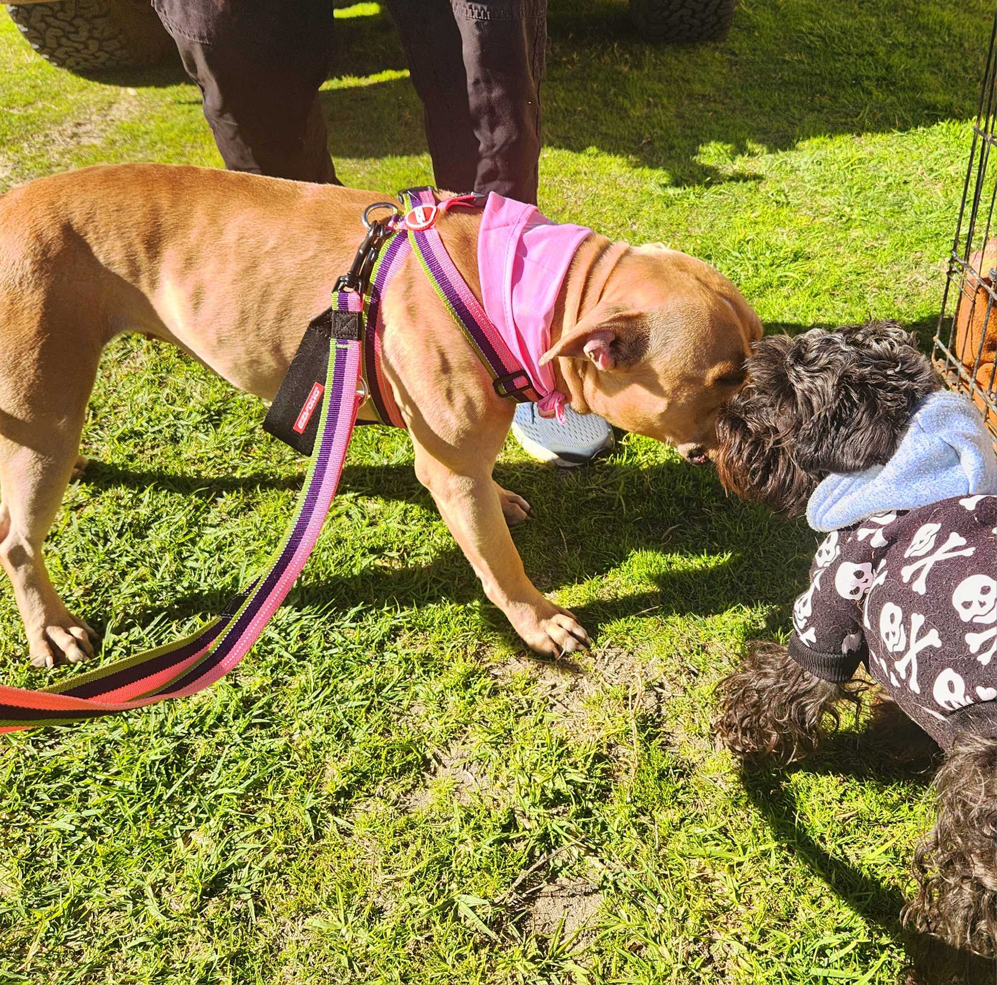 Brown dog and black dog sniffing each other wearing colourful accessories