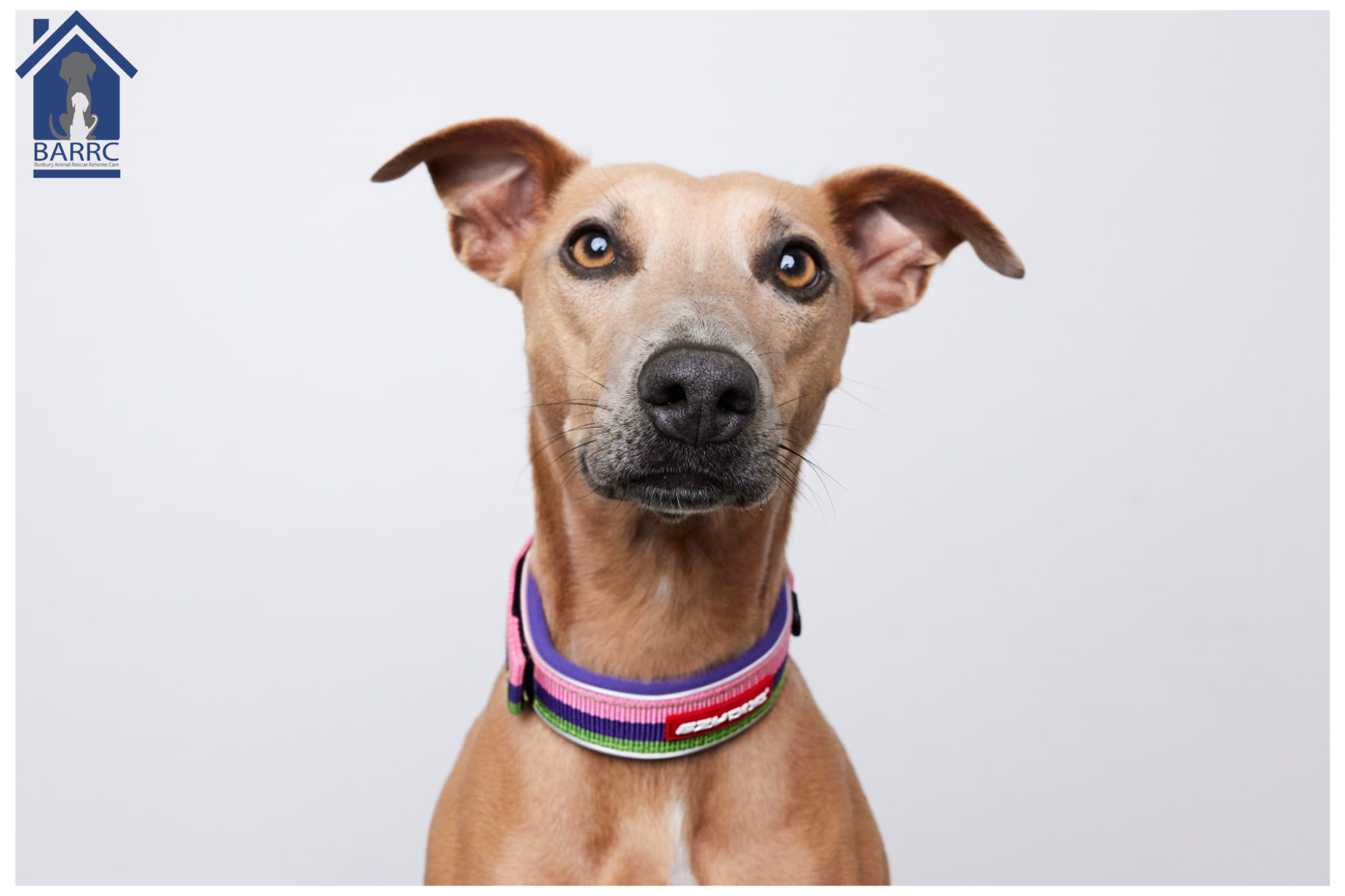 Brown dog wearing a colourful ezydog collar