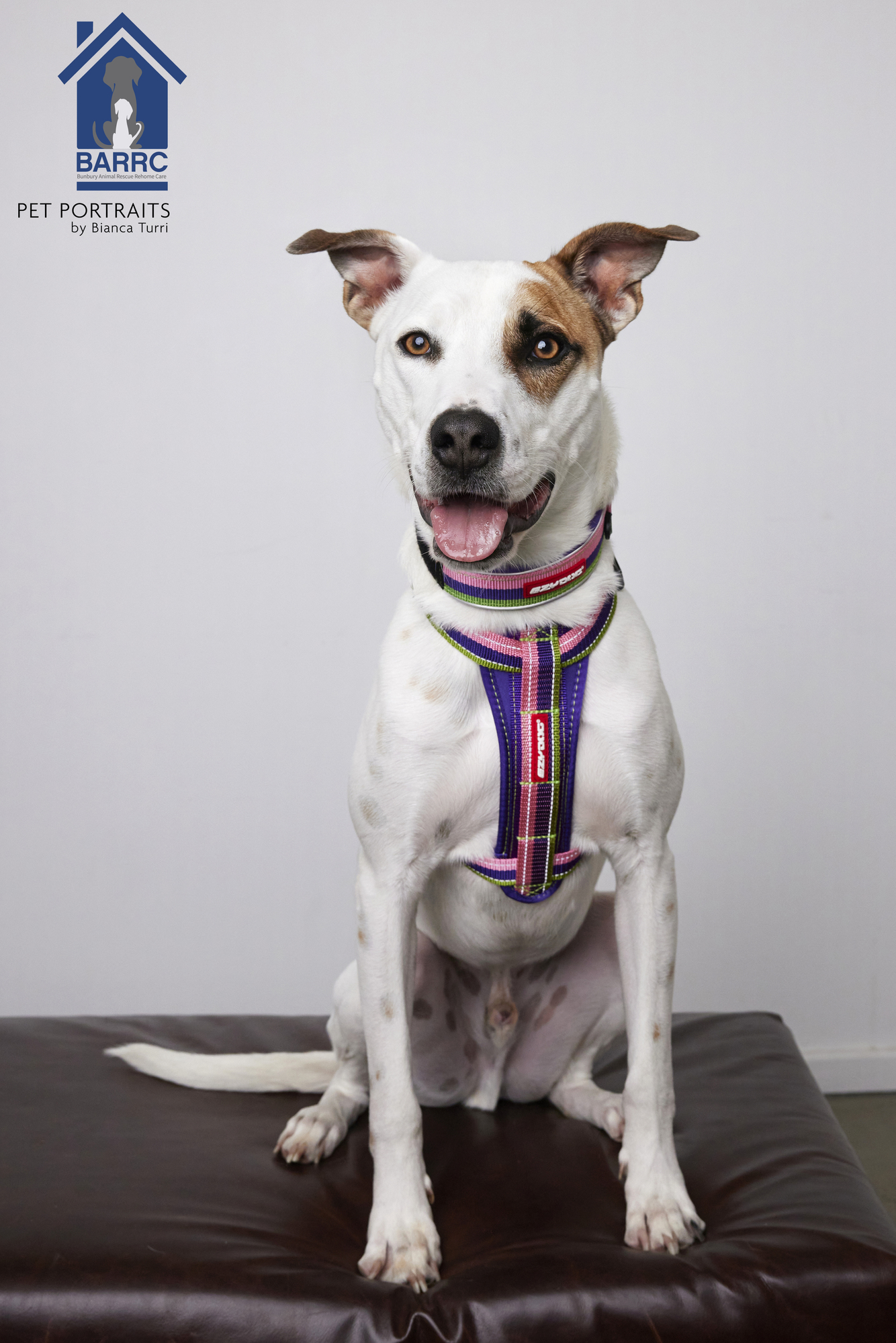 White dog with brown patches wearing a colourful ezydog collar and harness
