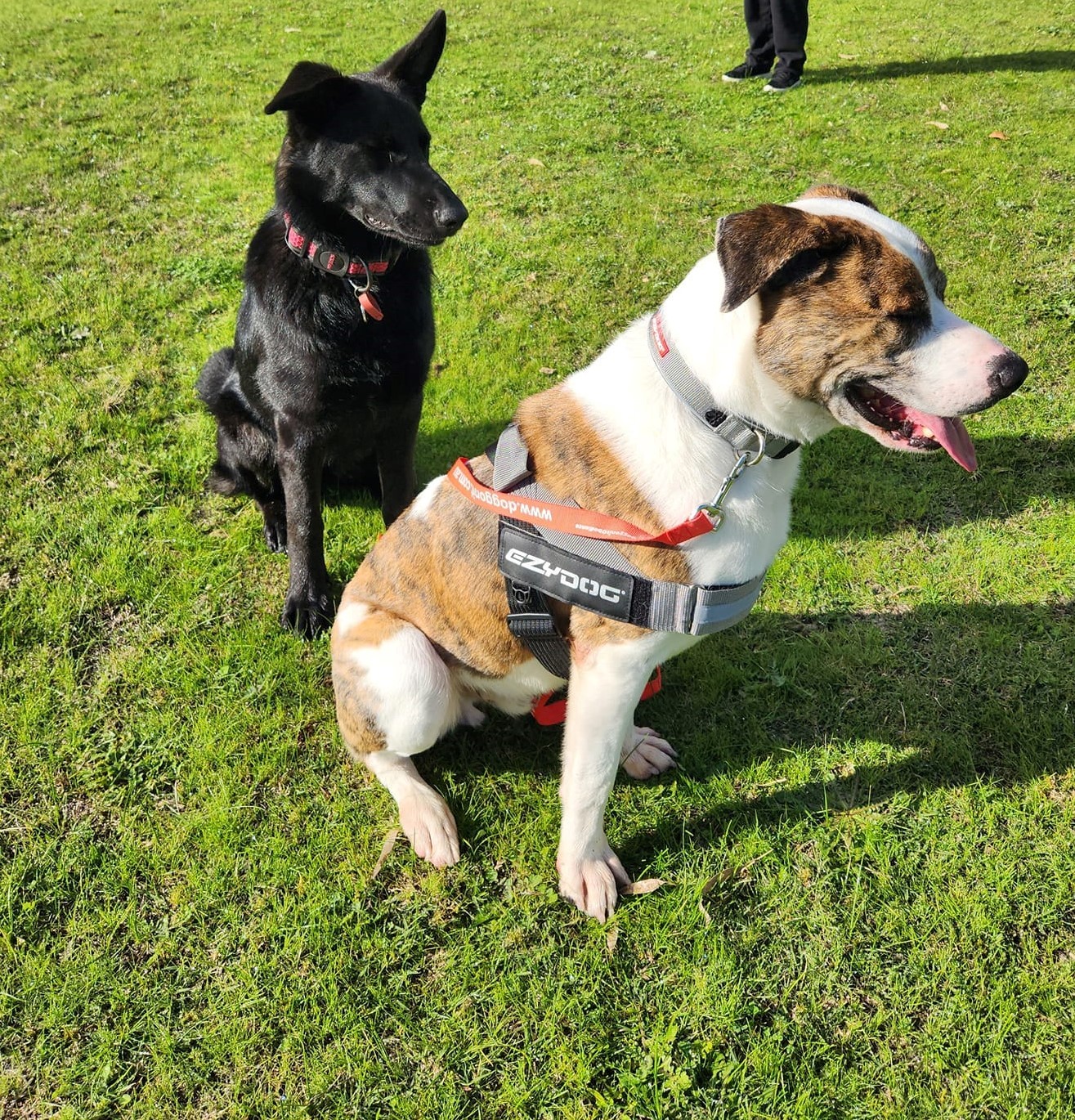 Black dog and Brown and white dog wearing ezydog accessories