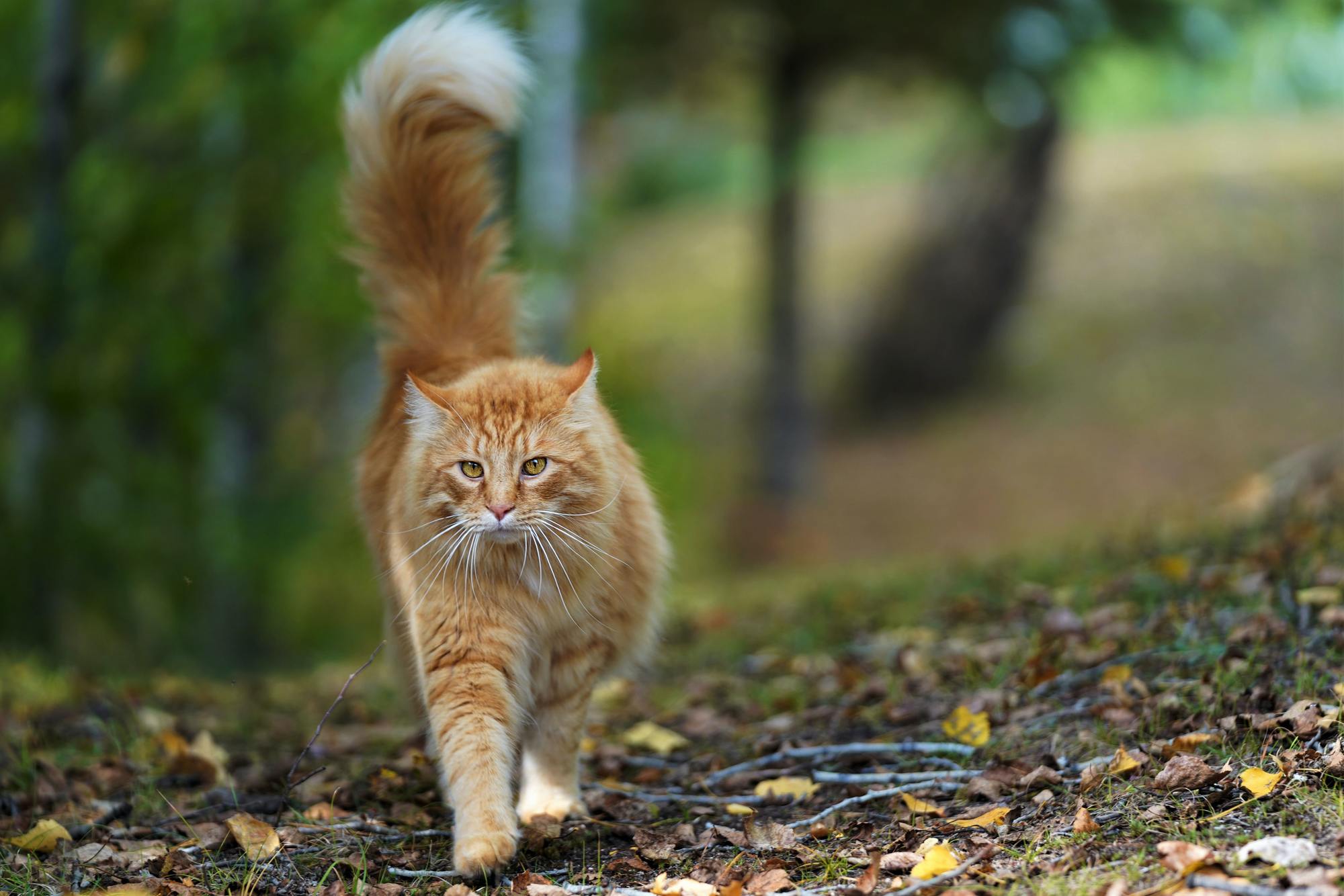 Orange tabby cat walking