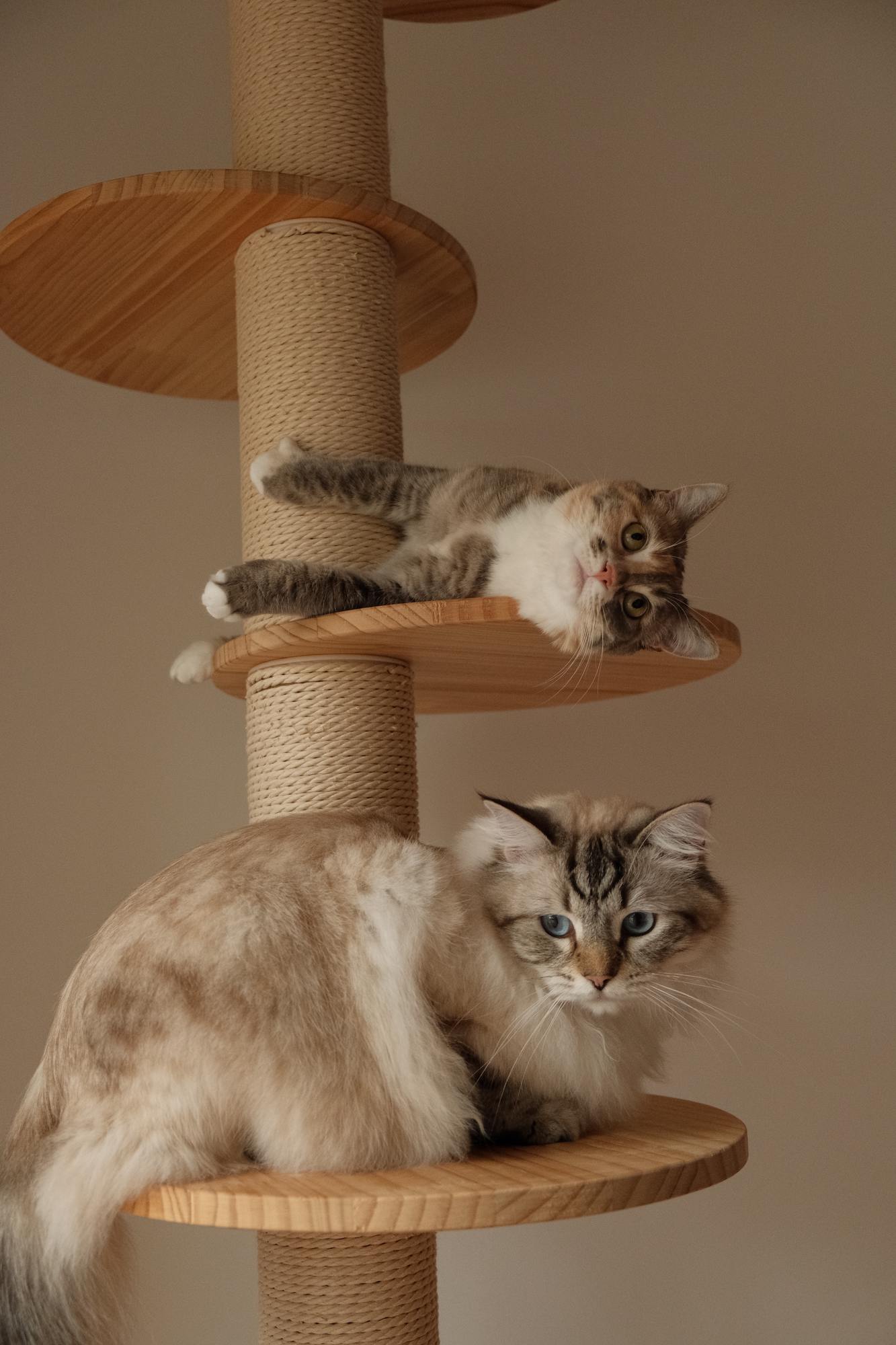 Two grey and white cats laying on a scratching post