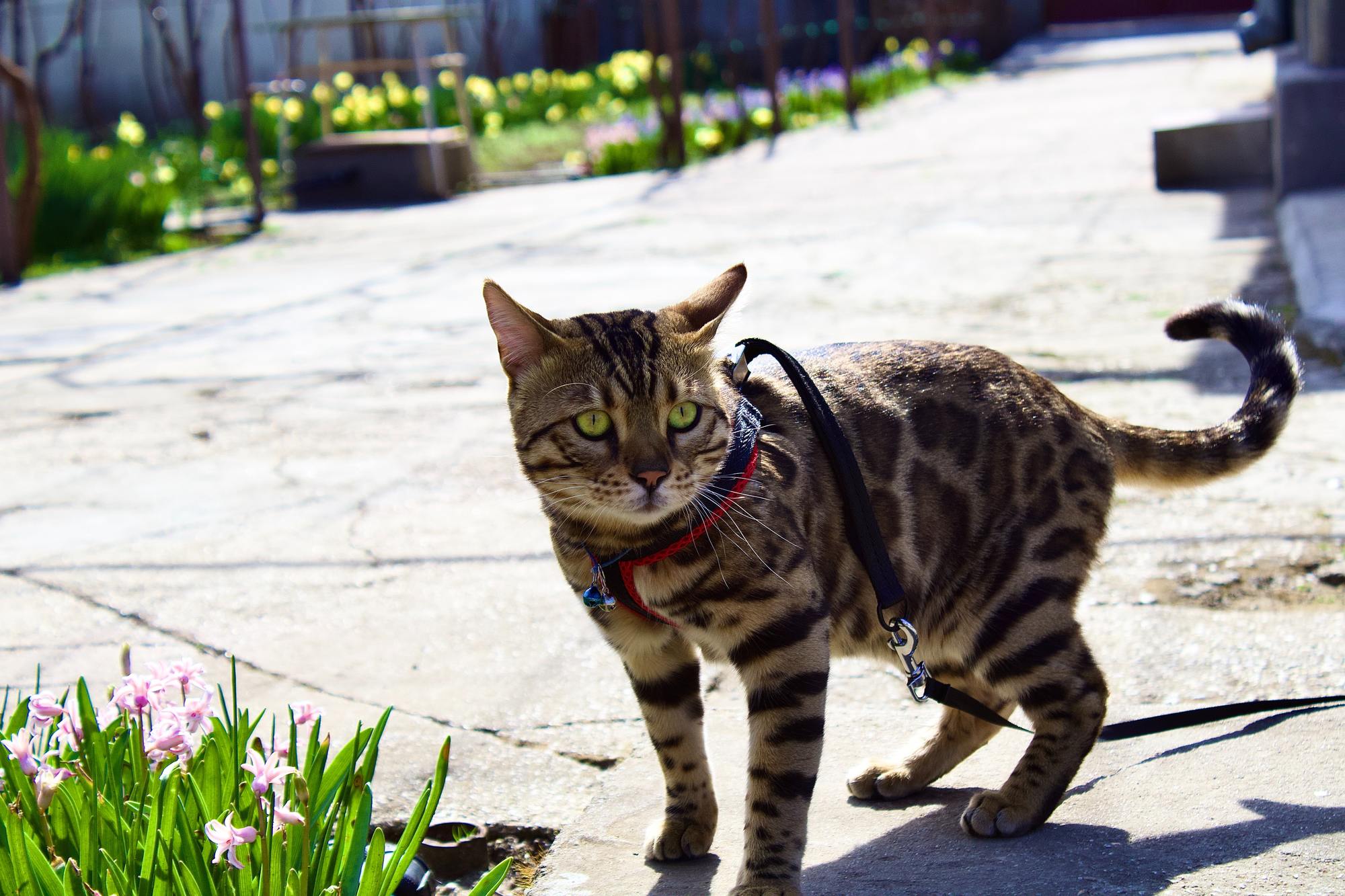 Tabby cat on the sidewalk wearing a leash