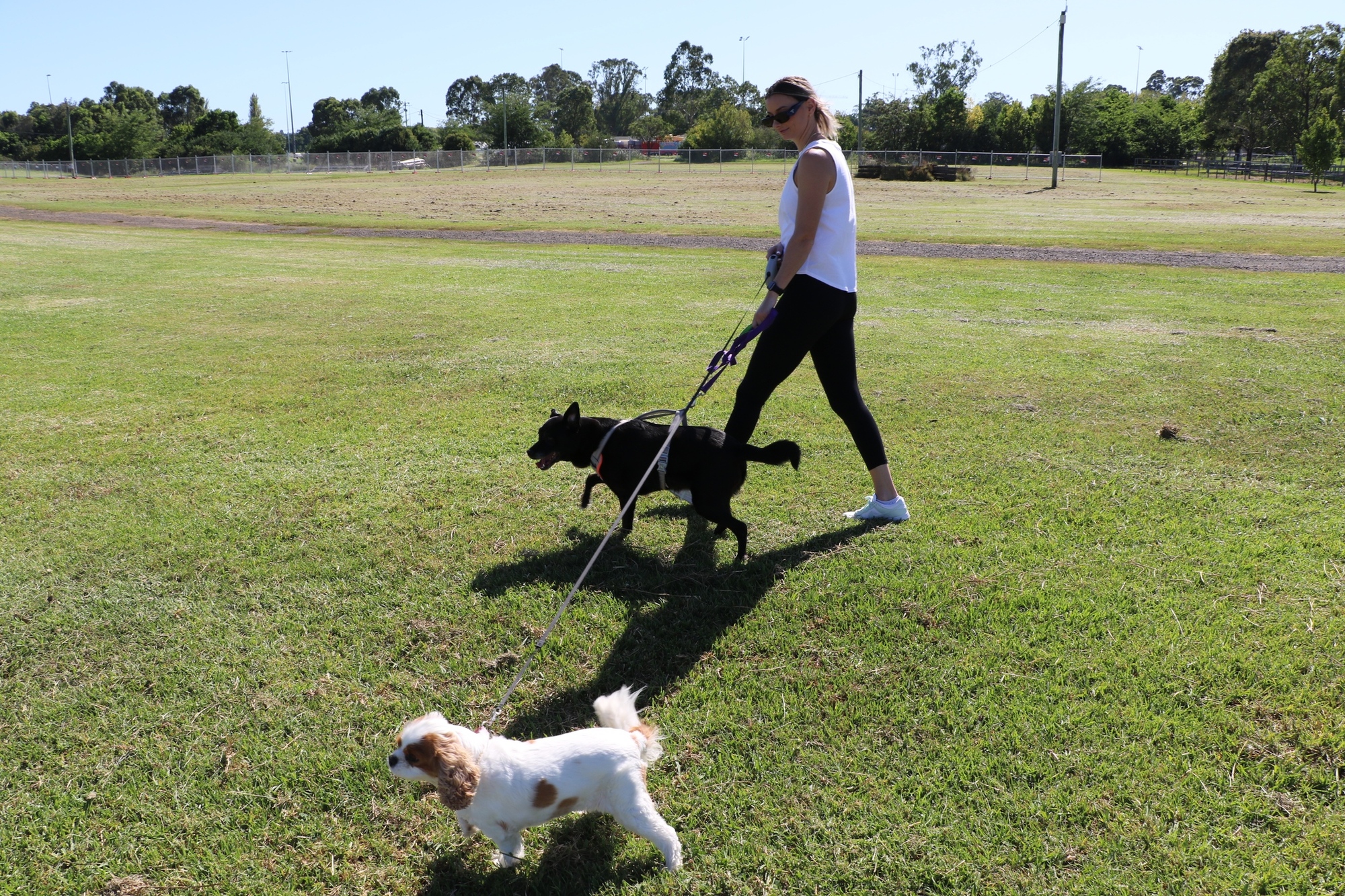 Woman walking a medium black dog and a small spaniel
