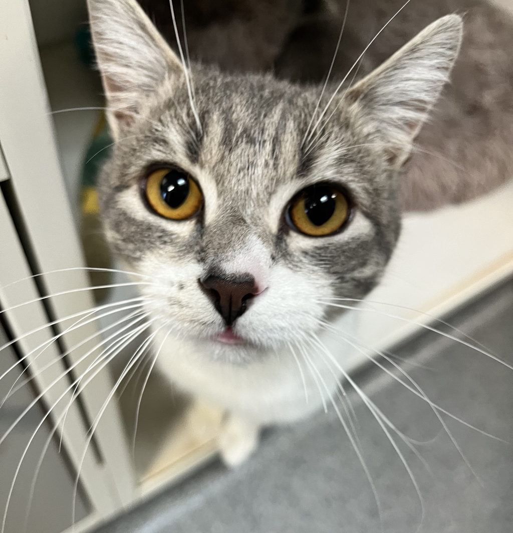 Navigating the Cat Vaccine Shortage Tips for Continued Care PetRescue