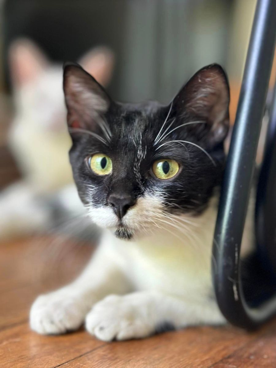 Navigating the Cat Vaccine Shortage Tips for Continued Care PetRescue