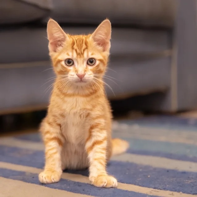 Navigating the Cat Vaccine Shortage Tips for Continued Care PetRescue