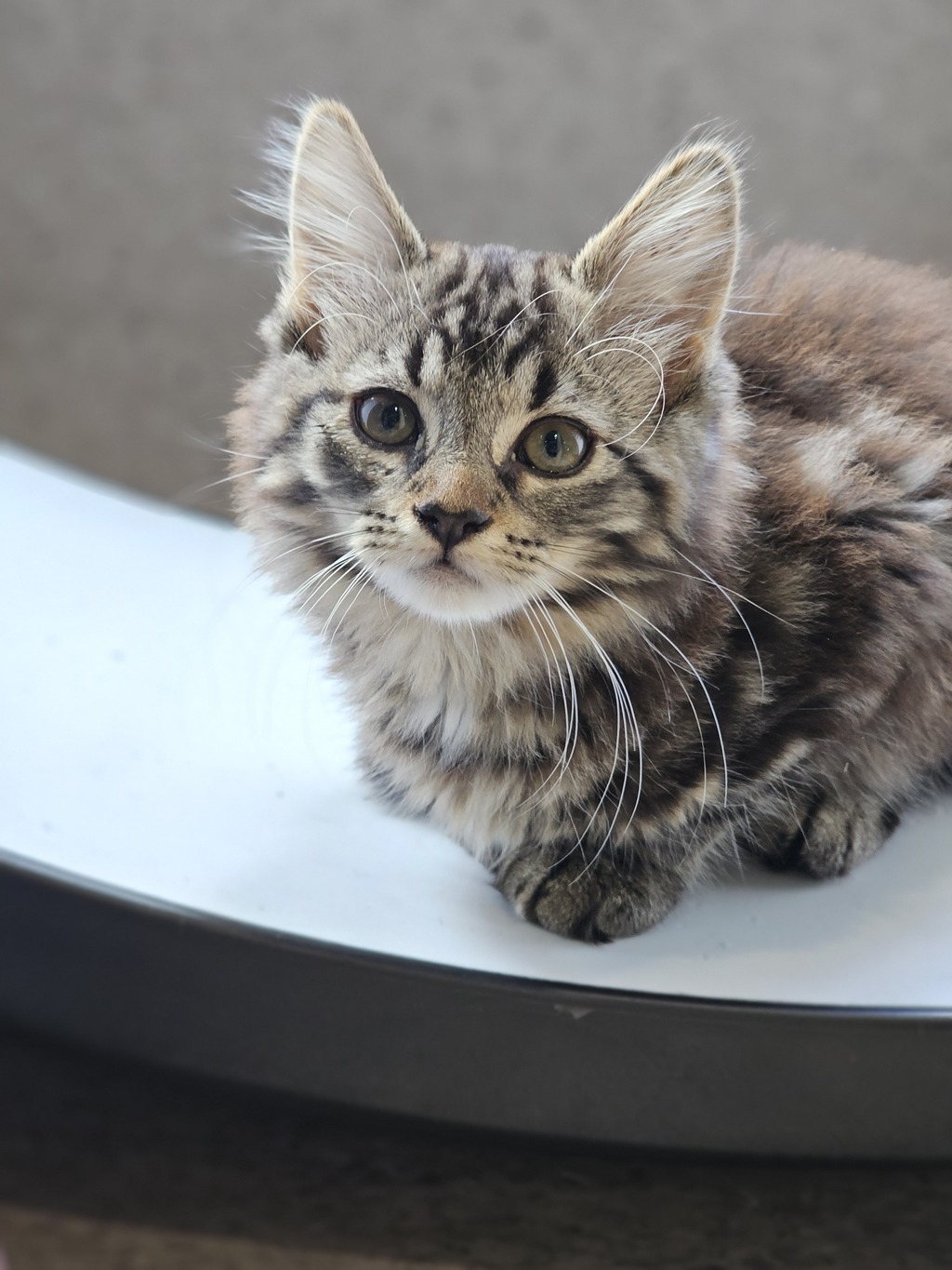 Navigating the Cat Vaccine Shortage Tips for Continued Care PetRescue