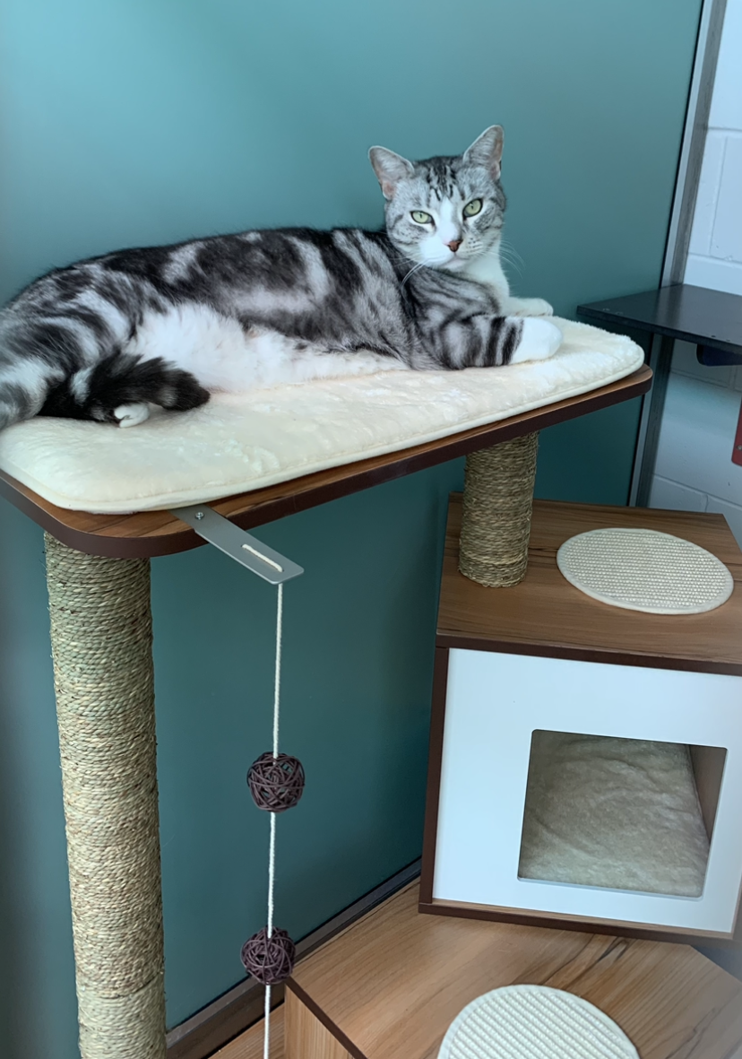 grey and white cat sitting on a cat scratcher