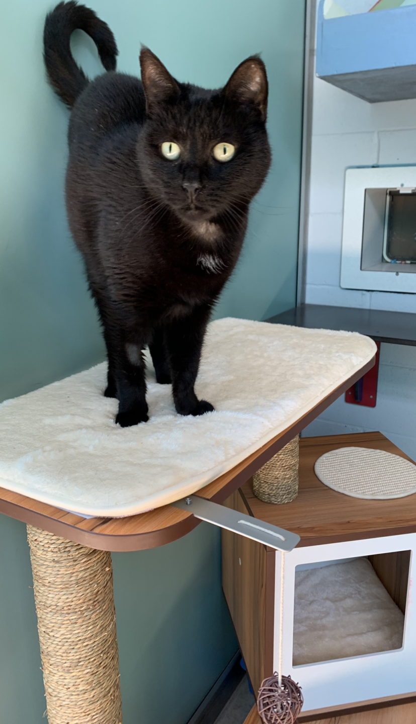 black cat standing on a cat scratcher