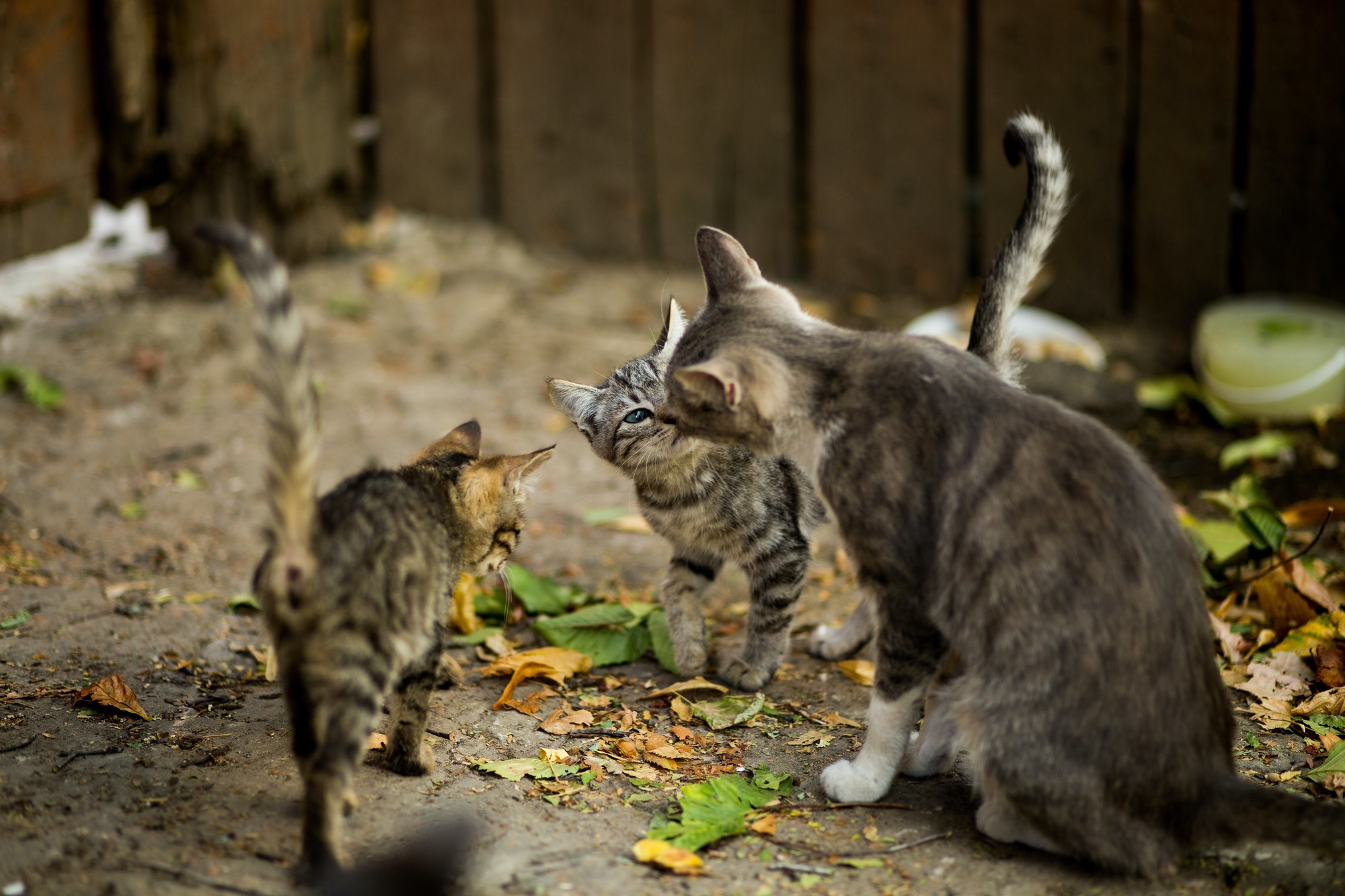 tabby kittens outside