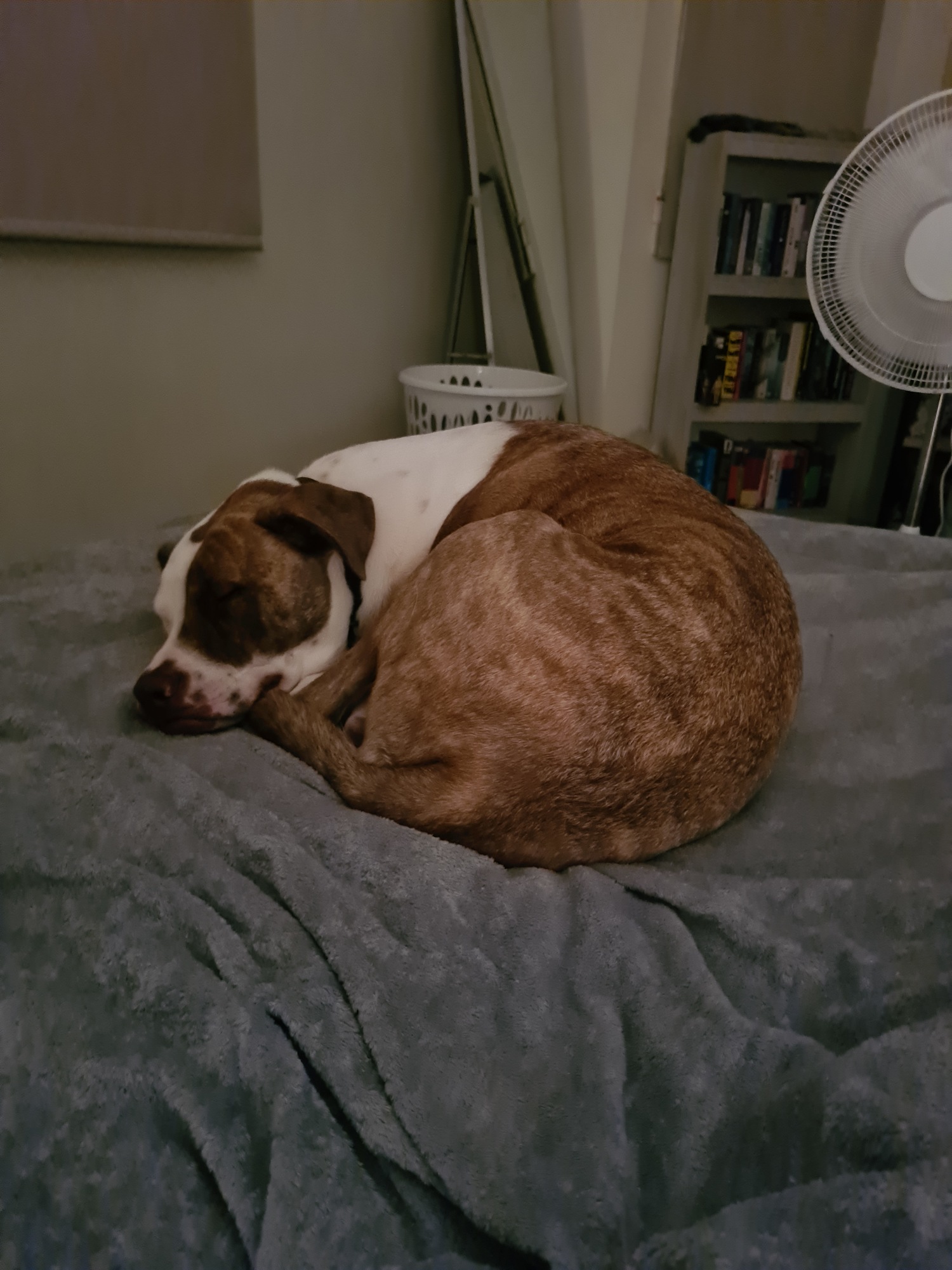 A brown and white Mastiff sleeping on a bed