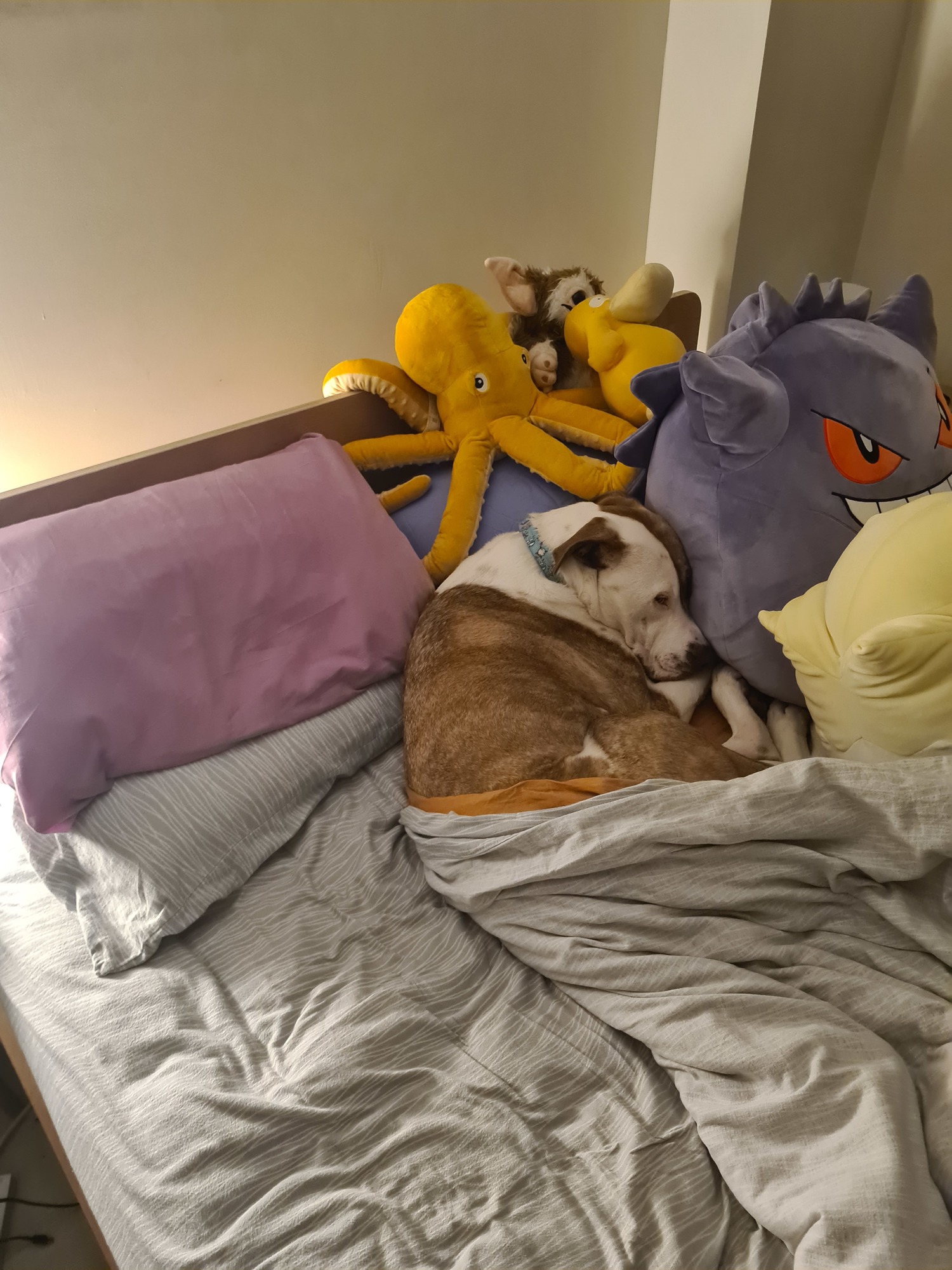 A brown and white Mastiff snuggles in a bed with his toys