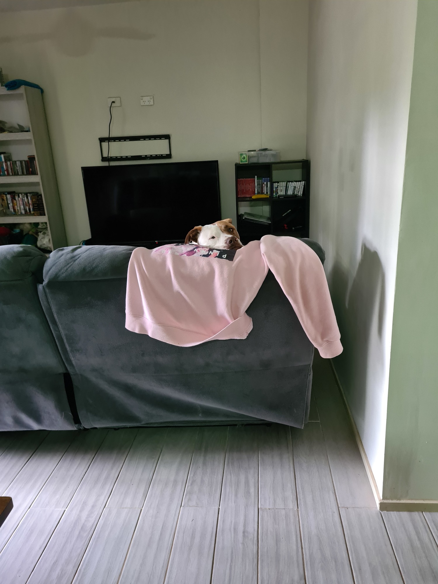 A brown and white Mastiff pokes his nose out behind a couch