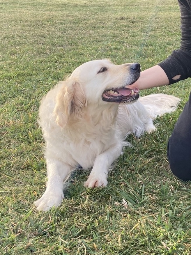 A happy golden retriever outside on some grass