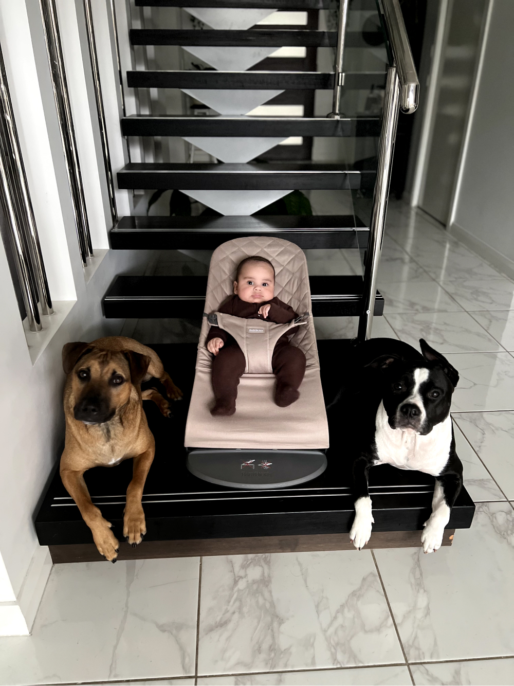 Baby Elijah in a bouncer in between the two dogs