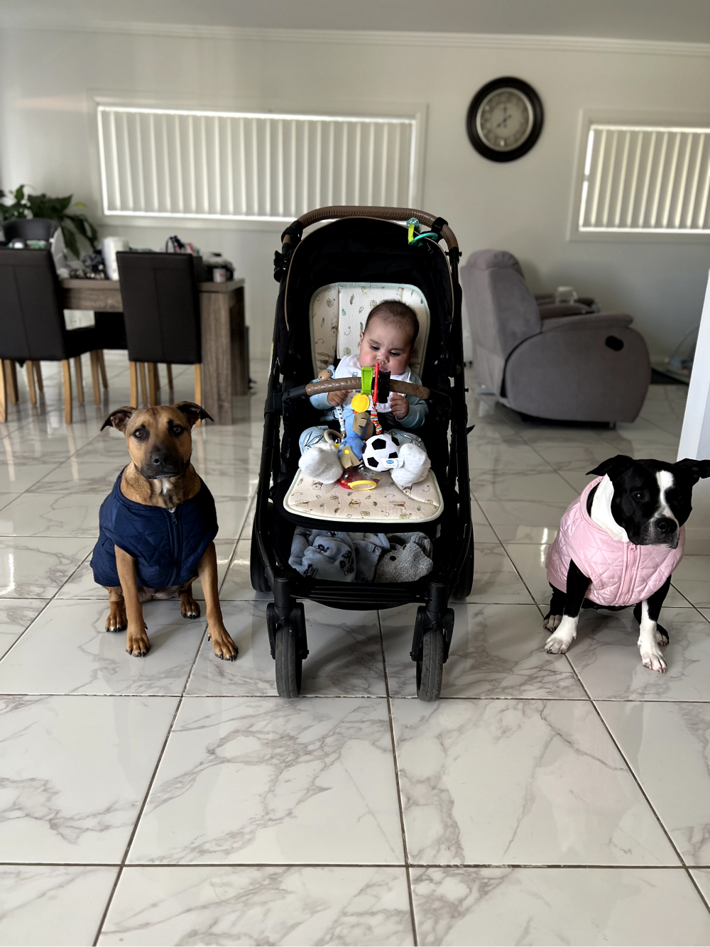 Elijah in his pram with the dogs next to him