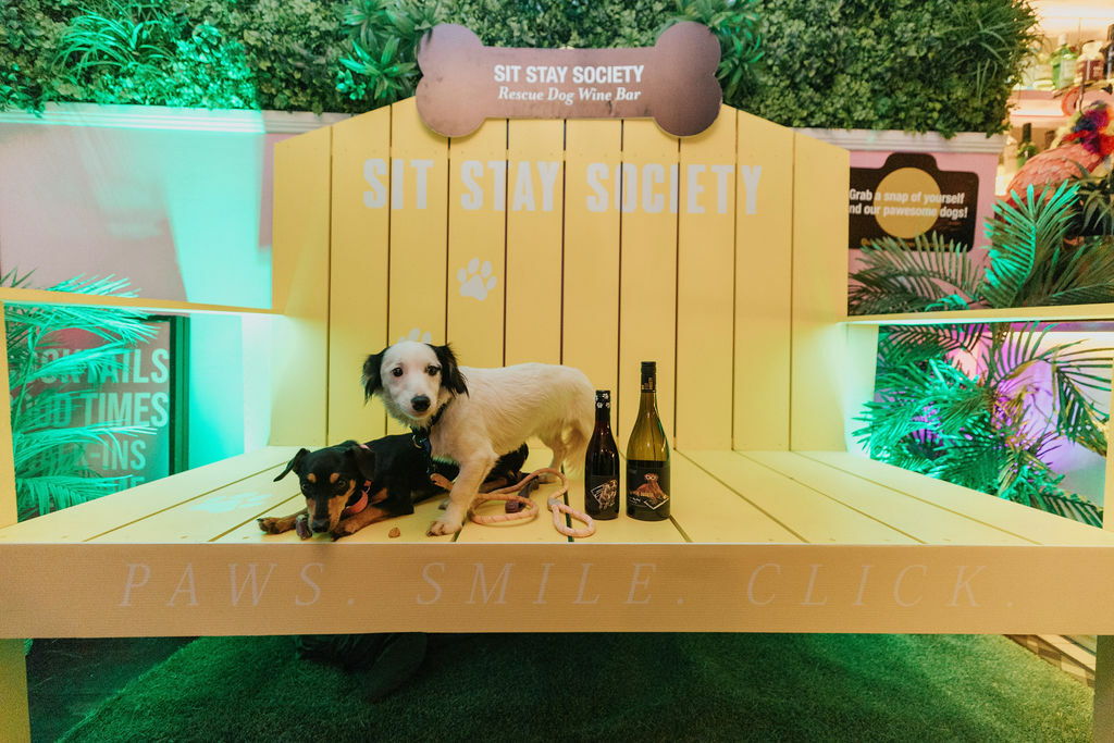 two dogs sitting on a bench with unopened wine bottles