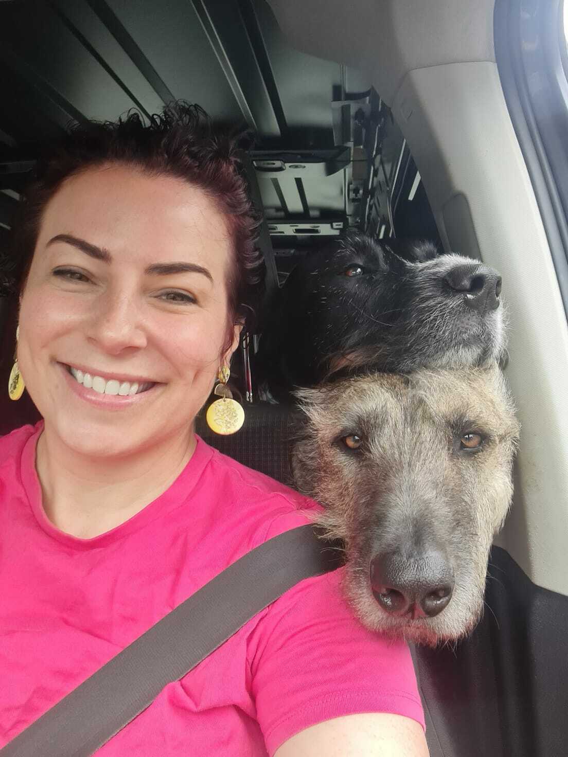 A smiling woman with two big dogs in a car