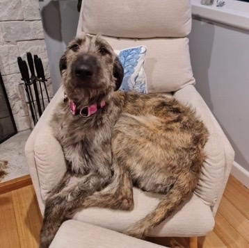 A big shaggy dog on an armchair