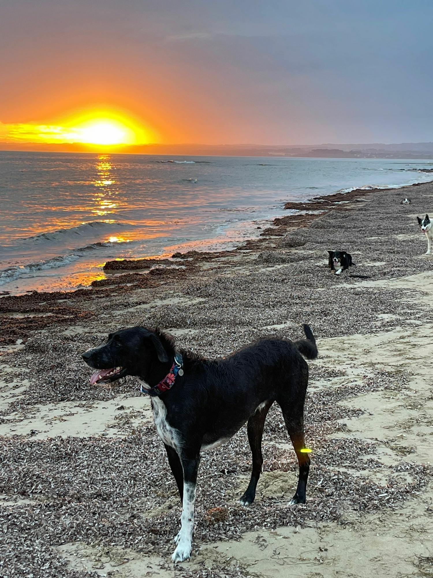 A big black shaggy dog on a beach with a sunset in the background