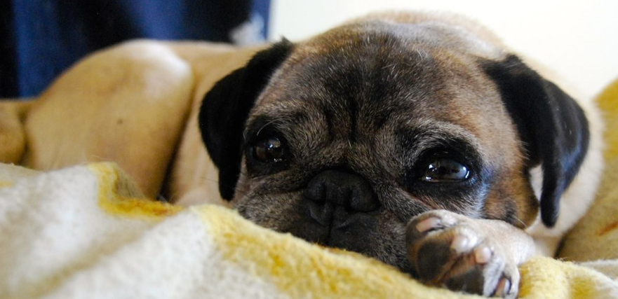 Senior pugs hot sale for adoption