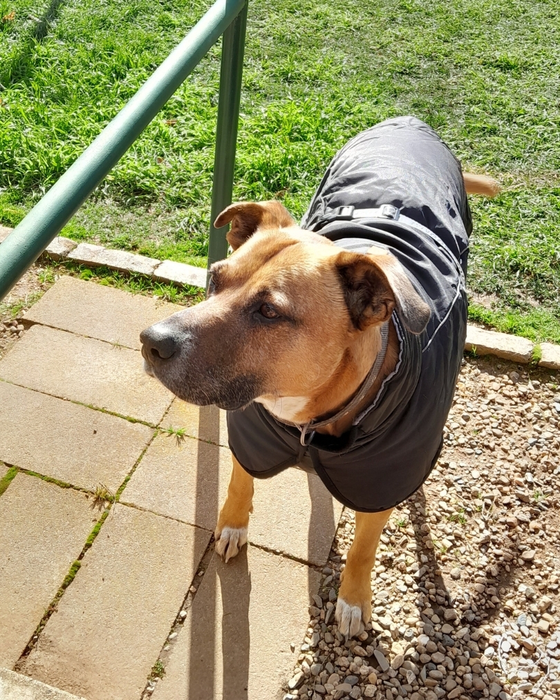 dog wearing dog coat outside
