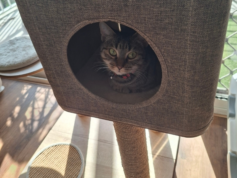 cat inside a cat tree house